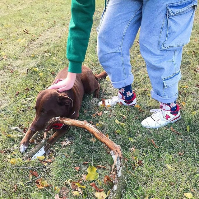 Pánske dámske ponožky SOXO labrador v plechovke