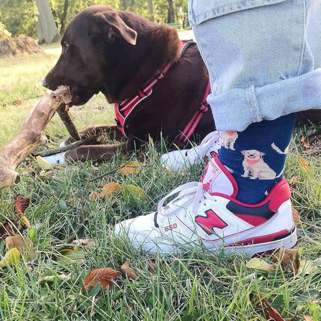 Pánske dámske ponožky SOXO labrador v plechovke